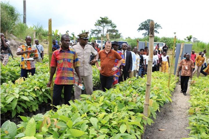 Nestlé distribue 1 000 000 de plants de cacao aux producteurs de Côte d’Ivoire